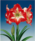 Minerva Red and White Amaryllis | Bare Root Bulb | 28-30 cm | 2-3 Stems with Up to 8 Flowers | Vibrant Floral Display | Ideal for Indoor & Outdoor Planting