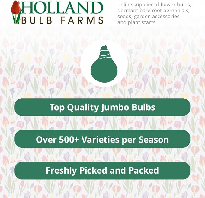 Fortissimo Daffodil Flower Bulbs - 5 Bulbs per Pack - Deer Resistant - Good as Cut Flowers - Naturalizing - Perennializing