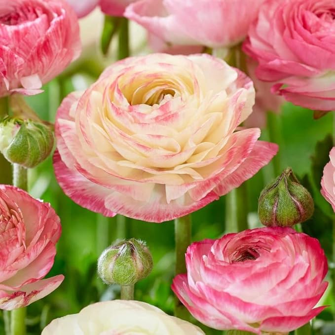 Aviv Pink Ranunculus Flowers Bulbs for Spring Planting, Perennial Flower Bulbs, Early Spring Flower to Plant Outside, Colorful Blooms Groundcover Bulbs, Top Size