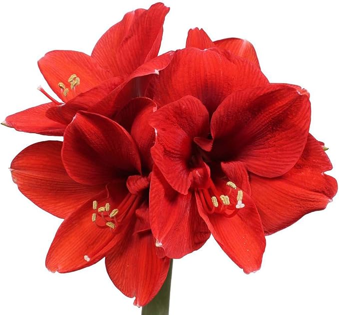 Waxed Red Amaryllis Bulb