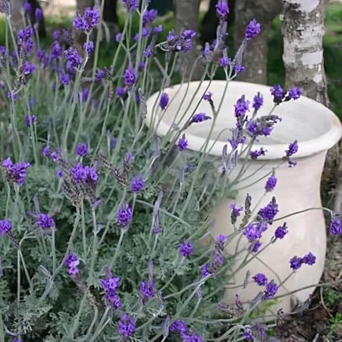 4 Blue Lavender Plants Live Outdoor Indoor, Cold Hardy Fragrant Perennial Herb for Garden and Landscape, 4-8 Inch Tall