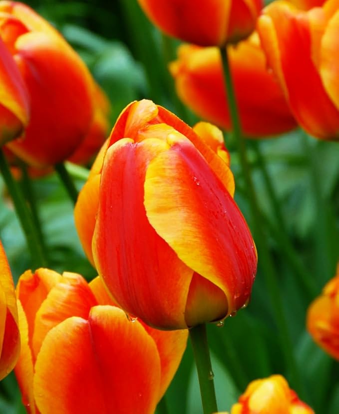 Mix Triumph Tulips 10 Bulbs for Fall Planting Colorful Flower Tulipa Darwin Hybrid Changing Colors Mixture Size 12+ 4 Varieties to Choose (Apeldoorn's Elite, 10, Mix Color)