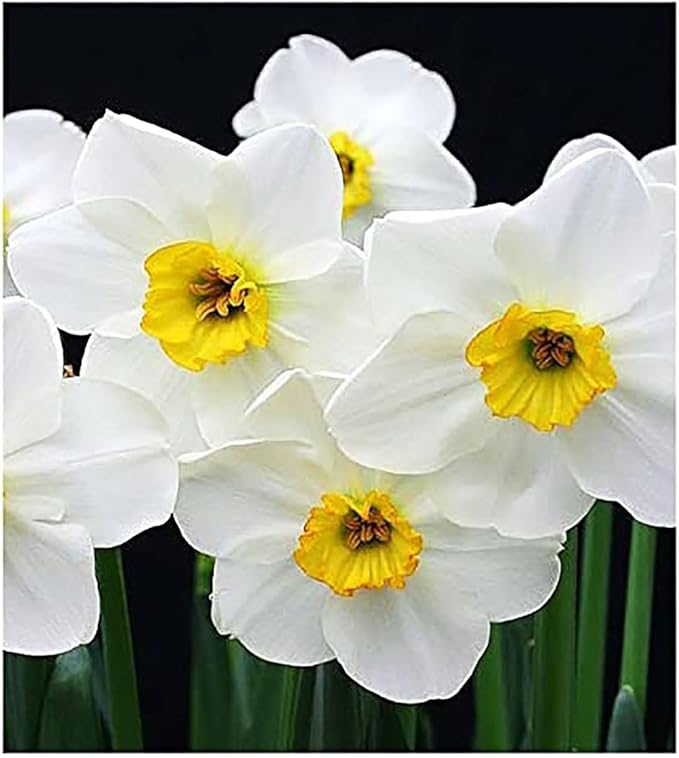 5 Jetfire Narcissus Bulbs - Top Size Daffodil Bulbs