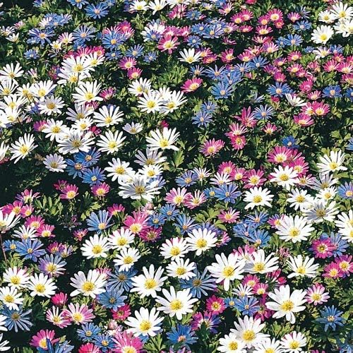 Anemone Blanda Mix Bulbs for Planting - Perennial, Attracts Bees & Showy Flowers | Blooms in Mid Spring, Easy to Grow & Maintain (12 Pack)