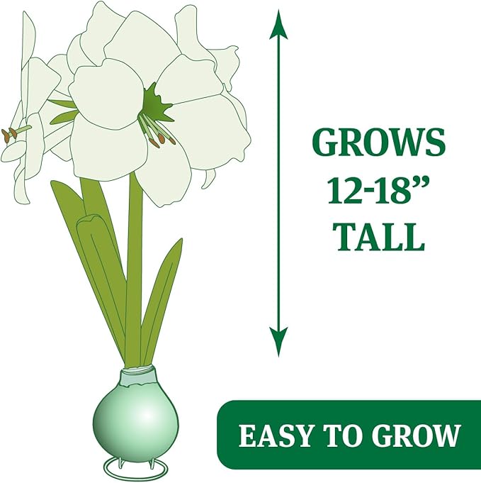 Holiday Traditions Opal Star Waxed Amaryllis Flower Bulb with Stand, No Water Needed