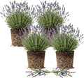 4 Phenomenal Lavender Plants Live Outdoor Indoor, Cold Hardy Fragrant Perennial Herb for Garden and Landscape, 4-8 Inch Tall