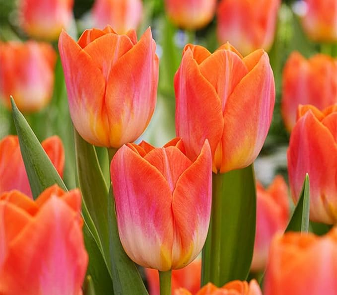 Mix Triumph Tulips 10 Bulbs for Fall Planting Colorful Flower Tulipa Darwin Hybrid Changing Colors Mixture Size 12+ 4 Varieties to Choose (Apricot Emperor, 10, Mix Color)