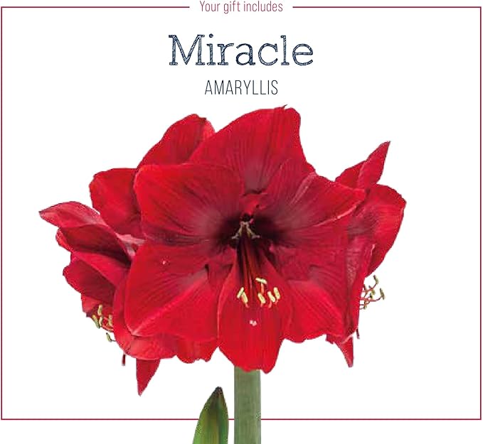 BRECK'S - Miracle Red Flowering Amaryllis Indoor Winter Flowering Gift Kit - Two dormant Bulbs pre-Planted in a Decorative Planter