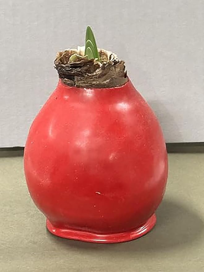 Red Waxed Red Lion Amaryllis Bulb - Over 1 Pound - 36 cm Bulb with 2-3 Stalks - Very Large Vibrant Red Blooms - No Soil or Water Needed - Perfect for Holiday Décor & Gifting