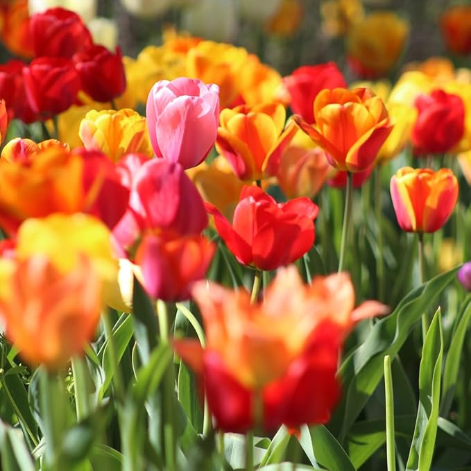 35 Mixed Tulip Bulbs – Assorted for Spring Color – Perfect for Beds, Borders & Containers – Bulk Pack of Flowers for Spring – Easy Fall Planting - Live Garden - Bulb Size 11/12cm - Willard & May