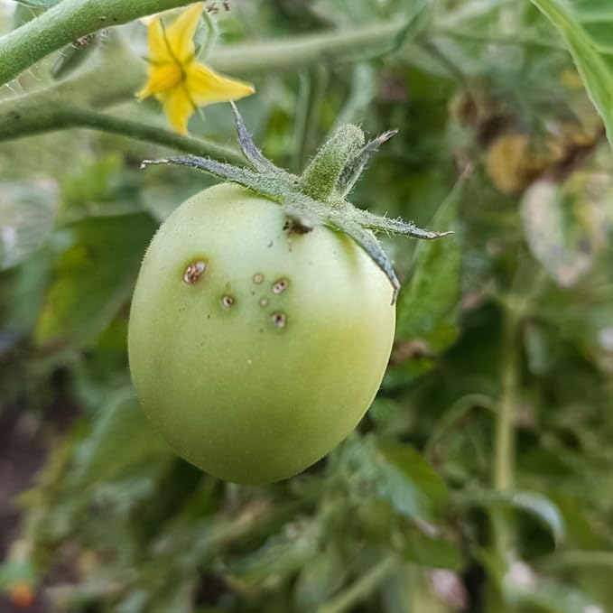 HEDO Delta Pheromone Trap with Tuta Lure for Tomato Leaf Miner(Tuta absoluta) to Control Damage in Tomato Pack of 10