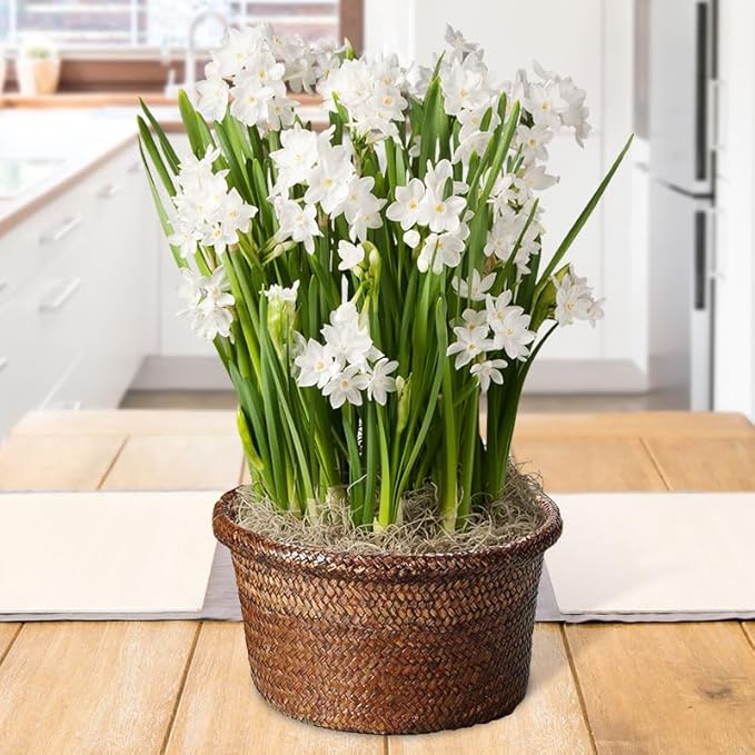 Paperwhites Indoor Potted Bulb Garden - Simply Water and Flowers Open in 3-6 Weeks - Pleasantly Scented - Grows Well in Containers - Gift Ready Flower Bulbs