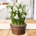 Paperwhites Indoor Potted Bulb Garden - Simply Water and Flowers Open in 3-6 Weeks - Pleasantly Scented - Grows Well in Containers - Gift Ready Flower Bulbs