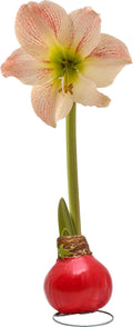 Bonnie Plants Red Waxed Cherry Blossom Amaryllis Bulb, Live Plant, Single Bulb