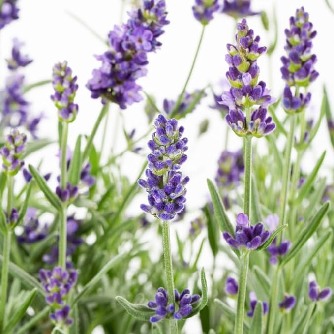 4 Creek Lavender Plants Live Outdoor Indoor, Cold Hardy Fragrant Perennial Herb for Garden and Landscape, 4-8 Inch Tall