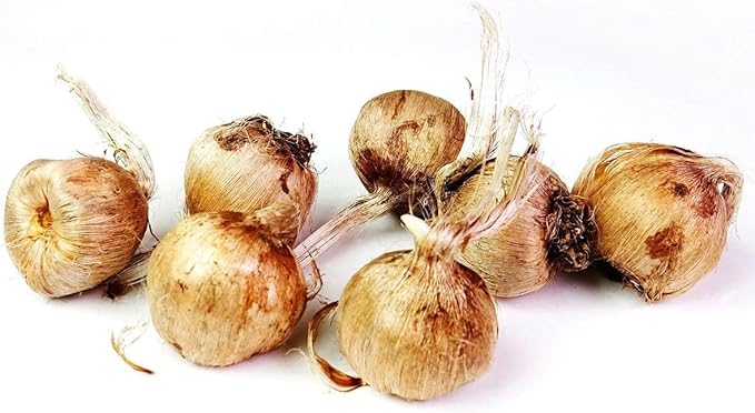 Saffron Crocus Bulbs - Long Lasting, Enhance Garden with Exquisite Flavor | Harvest Spice at Home - Low Maintenance & Easy to Grow - Autumn Bloomers (200 Pack)