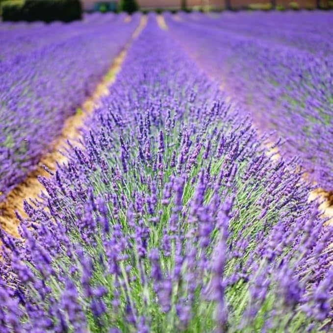 4 Purple Lavender Plants Live Outdoor Indoor, Cold Hardy Fragrant Perennial Herb for Garden and Landscape, 4-8 Inch Tall