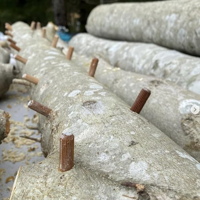 North Spore Organic Italian Oyster (100 ct) Mushroom Plugs for Logs | Premium Quality Mushroom Plug Spawn | Handmade in Maine, USA | Grow Gourmet Mushrooms Outdoors on Logs
