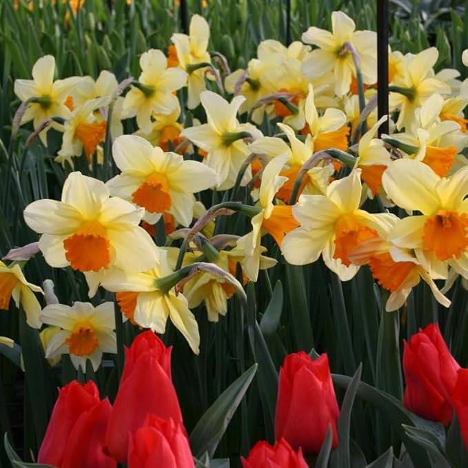 Fortissimo Daffodil Flower Bulbs - 5 Bulbs per Pack - Deer Resistant - Good as Cut Flowers - Naturalizing - Perennializing