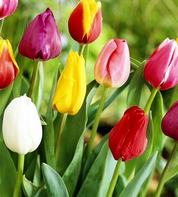 Mix Triumph Tulips 10 Bulbs for Fall Planting Colorful Flower Tulipa Darwin Hybrid Changing Colors Mixture Size 12+ 4 Varieties to Choose (Emperor Mixture, 10, Mix Color)