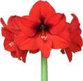 Easy to Grow Amaryllis Ferrari 1 Plant Bulb - Bright Red Flowers Indoor Winter Holiday or Outdoor Spring