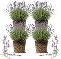 4 Provence Lavender Plants Live Outdoor Indoor, Cold Hardy Fragrant Perennial Herb for Garden and Landscape, 4-8 Inch Tall