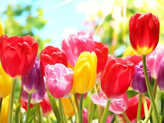 Mix Triumph Tulips 10 Bulbs for Fall Planting Colorful Flower Tulipa Darwin Hybrid Changing Colors Mixture Size 12+ 4 Varieties to Choose (All Season Barn Mixture, 10, Mix Color)