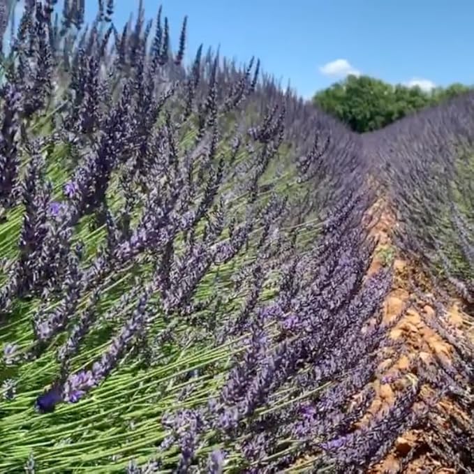 4 Creek Lavender Plants Live Outdoor Indoor, Cold Hardy Fragrant Perennial Herb for Garden and Landscape, 4-8 Inch Tall