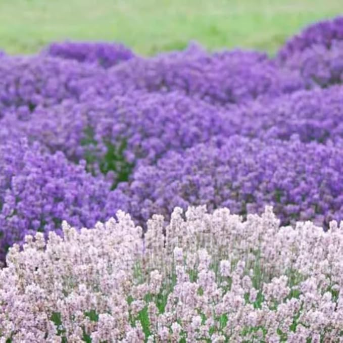 4 Mix Lavender Plants Live Outdoor Indoor, Cold Hardy Fragrant Perennial Herb for Garden and Landscape, 4-8 Inch Tall