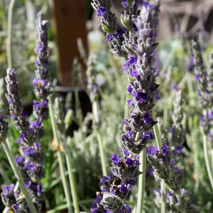 4 Creek Lavender Plants Live Outdoor Indoor, Cold Hardy Fragrant Perennial Herb for Garden and Landscape, 4-8 Inch Tall