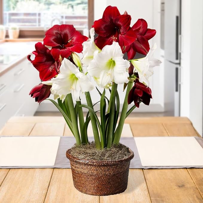 Holiday Twist Indoor Potted Bulb Garden - Simply Water and Flowers Open in 3-6 Weeks - Grows Well in Containers - Gift Ready Flower Bulbs