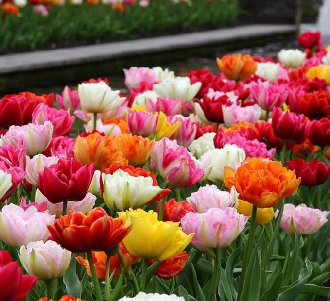 50pcs Mixed Double Late Tulip Bulbs Mixed Color Collection Fall Planting Tulip Bulbs Spring Blooms