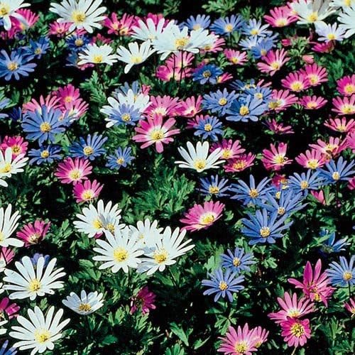 Anemone Blanda Mix Bulbs for Planting - Perennial, Attracts Bees & Showy Flowers | Blooms in Mid Spring, Easy to Grow & Maintain (100 Pack)