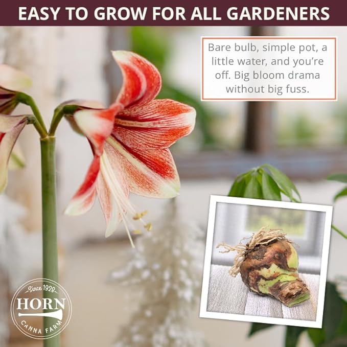 Ice Pink Amaryllis Bulb by Horn Canna Farm | Large Indoor Flower Bulb for Winter Growing | Bright Hot Pink Blooms