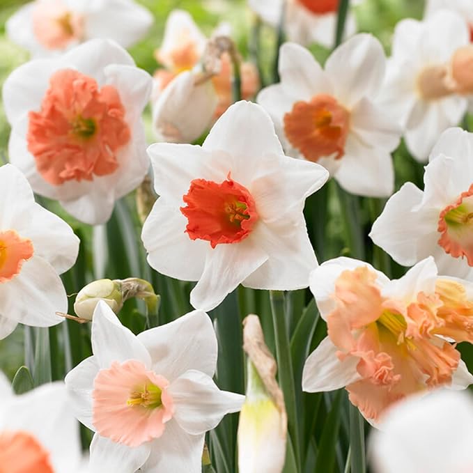 Garden State Bulb Pink Mix Daffodil Flower Bulbs, 14/16cm, Fall Planting (Bag of 50)