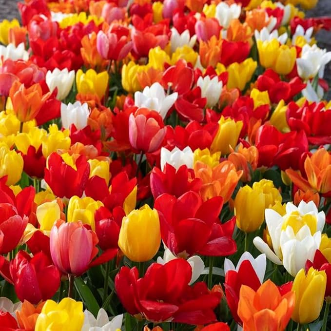 Triumph Tulip Bulbs for Fall Planting Mixed Perennial Hybrids Darwin Changing Colors Emperor Mixture Size 12+ (50, Emperor Mixture)