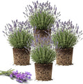 4 Creek Lavender Plants Live Outdoor Indoor, Cold Hardy Fragrant Perennial Herb for Garden and Landscape, 4-8 Inch Tall