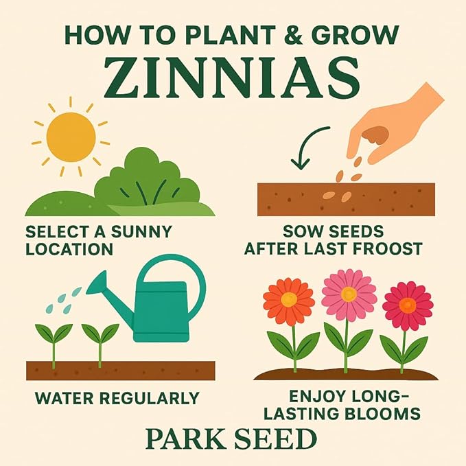 Park Seed Zinnia Flower Planting Seeds, Easy to Grow, Perfect for Spring Garden, Dreamland Red, Pack of 25