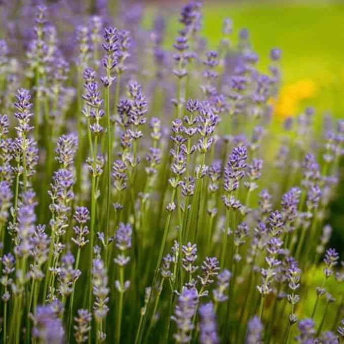 4 Creek Lavender Plants Live Outdoor Indoor, Cold Hardy Fragrant Perennial Herb for Garden and Landscape, 4-8 Inch Tall