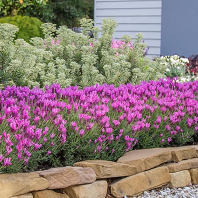 4 Spanish Lavender Plants Live Outdoor Indoor, Cold Hardy Fragrant Perennial Herb for Garden and Landscape, 4-8 Inch Tall