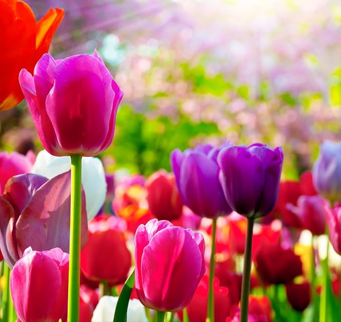 Triumph Tulip 100 Bulbs for Fall Planting Mixed Perennial Hybrids Darwin Changing Colors Emperor Mixture Size 12+ (Emperor Mixture)