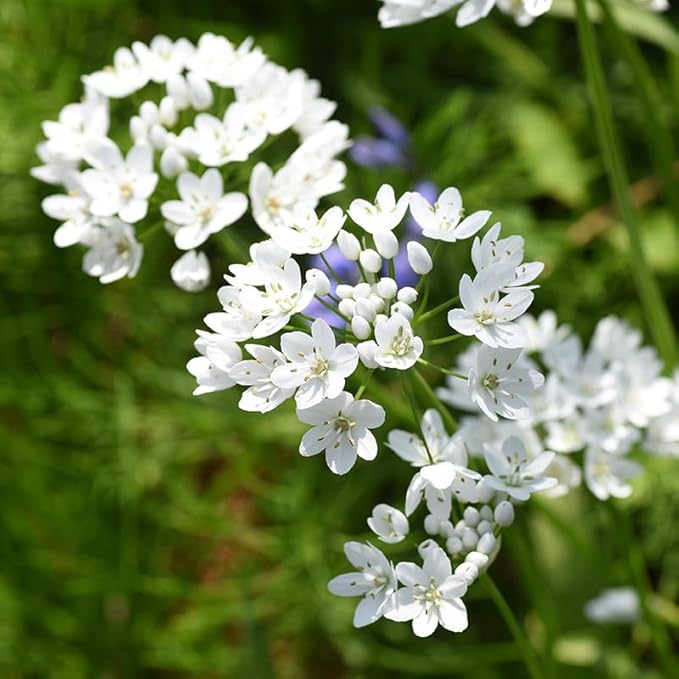 White Allium neapolitanum Flower Bulbs - 25 Bulbs per Pack - Pleasantly Scented - Attracts Butterflies and Hummingbirds - Deer Resistant - Good as Cut Flowers - Perennializing - Grow Live Plants