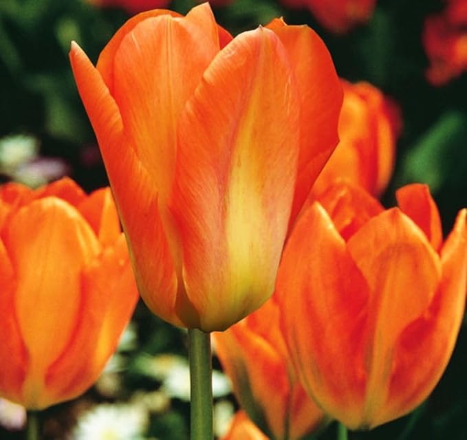 Mix Triumph Tulips 10 Bulbs for Fall Planting Colorful Flower Tulipa Darwin Hybrid Changing Colors Mixture Size 12+ 4 Varieties to Choose (Orange Emperor, 10, Mix Color)