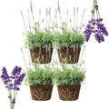 4 Purple Lavender Plants Live Outdoor Indoor, Cold Hardy Fragrant Perennial Herb for Garden and Landscape, 4-8 Inch Tall