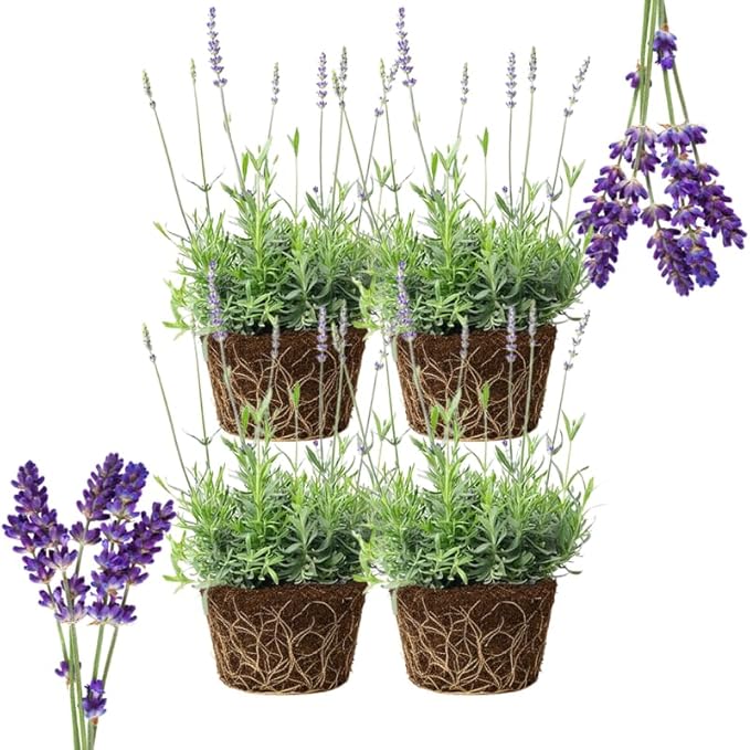 4 Purple Lavender Plants Live Outdoor Indoor, Cold Hardy Fragrant Perennial Herb for Garden and Landscape, 4-8 Inch Tall