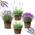 4 Mix Lavender Plants Live Outdoor Indoor, Cold Hardy Fragrant Perennial Herb for Garden and Landscape, 4-8 Inch Tall