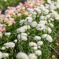White Ranunculus Flowers Bulbs for Spring Planting, Perennial Flower Bulbs, Early Spring Flower to Plant Outside, Colorful Blooms Groundcover Bulbs, Top Size