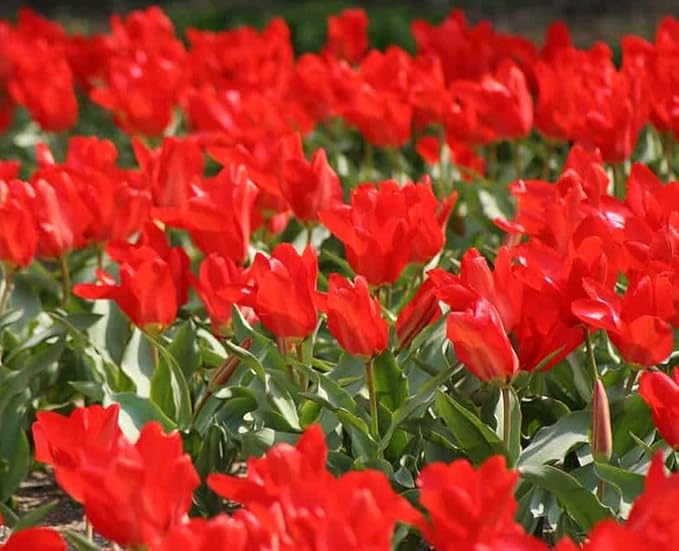 Mix Triumph Tulips 10 Bulbs for Fall Planting Colorful Flower Tulipa Darwin Hybrid Changing Colors Mixture Size 12+ 4 Varieties to Choose (Red Emperor, 10, Mix Color)