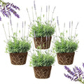 4 Blue Lavender Plants Live Outdoor Indoor, Cold Hardy Fragrant Perennial Herb for Garden and Landscape, 4-8 Inch Tall