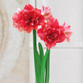 BRECK'S - Double Dream Amaryllis Dormant Pink Flowering Bulb (1-Pack)